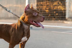 Animales peligrosos